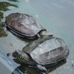 Schildis im Santa Maria Aquarium